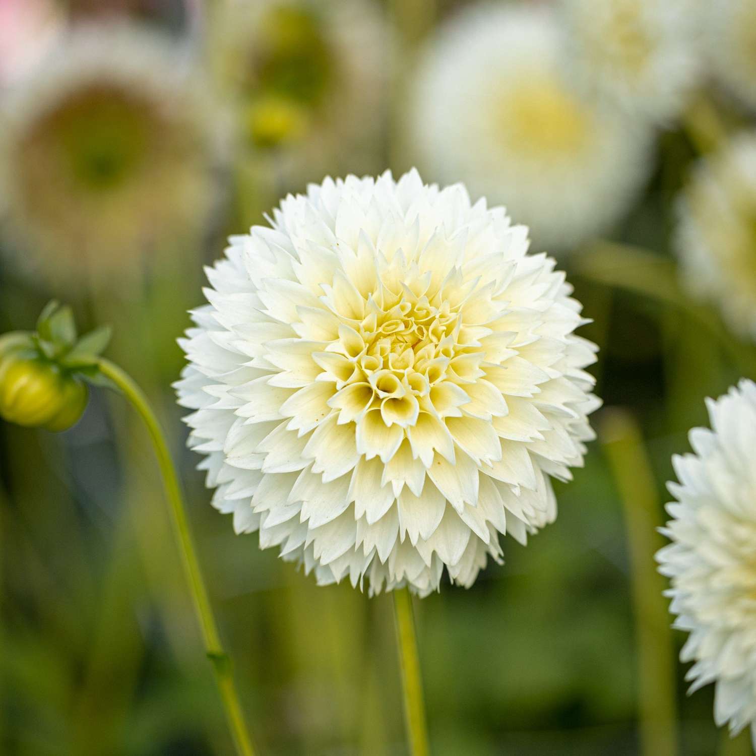 Dahlie 'Myama Fubuki'